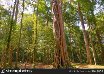 Giant Cedar Trees in Forest. Tall trees at Arashiyama in travel holidays vacation trip outdoors in Japan. Tall trees in natural park. Nature landscape background.