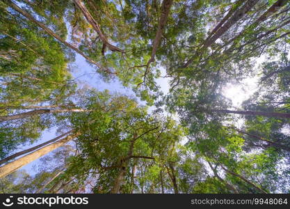 Giant Cedar Trees in Forest. Tall trees at Arashiyama in travel holidays vacation trip outdoors in Japan. Tall trees in natural park. Nature landscape background.