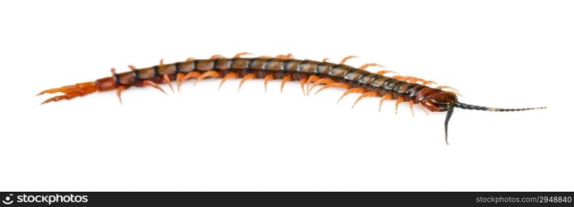 Giant centipede, Ethmostigmus rubripes, walking isolated on a white background