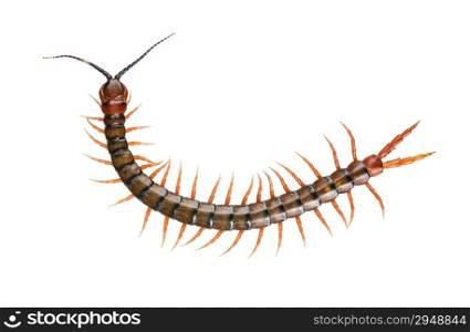 Giant centipede, Ethmostigmus rubripes, walking isolated on a white background