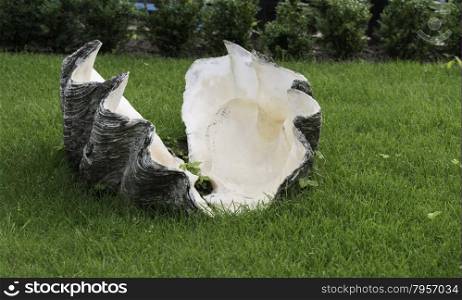 giant clam from the sea now in green grass