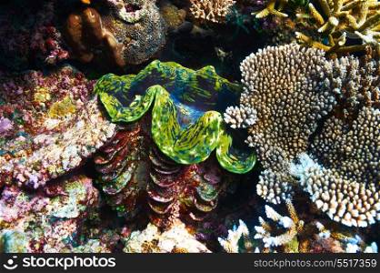 Giant clam (Tridacna gigas) at the tropical coral reef