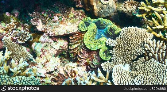 Giant clam (Tridacna gigas) at the tropical coral reef