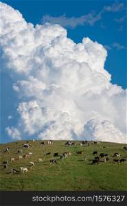 Giant cloud over a meadow of grazing cows.
