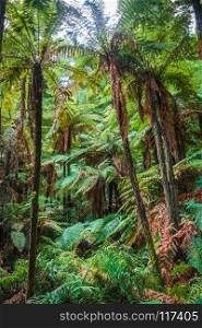 Giant ferns in Whakarewarewa redwood forest, Rotorua, New Zealand. Giant ferns in redwood forest, Rotorua, New Zealand