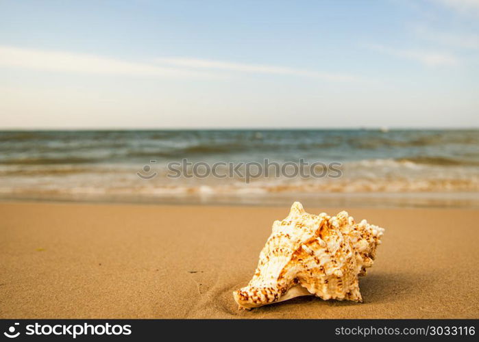 Giant Frog Shell on a beach with surf