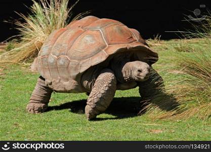 Giant Galapagos tortoise (Chelonoidis nigra). Galapagos tortoise