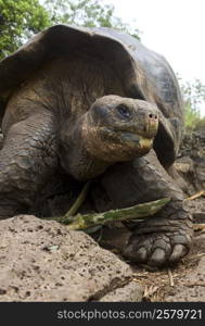Giant Galapagos Tortoise (Chelonoidis nigra) in the Galapagos Islands off the coast of Ecuador