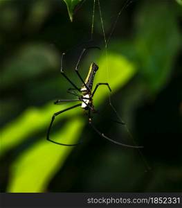Giant golden orb-web spider in the tropical forests of Sri Lanka.