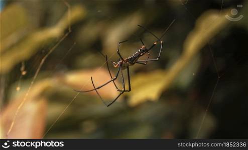 Giant golden orb-web spider in the tropical forests of Sri Lanka.