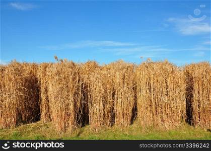 Giant grass (Miscanthus)