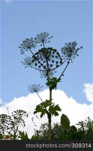 Giant hogweed (Heracleum mantegazzianum) against blue sky photographs