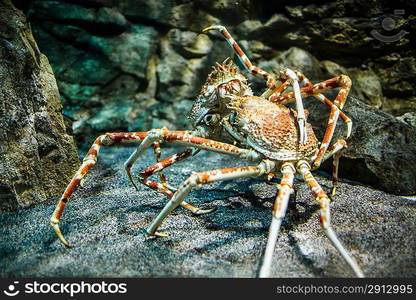 Giant Japanese spider crab- (Macrocheira kaempferi)