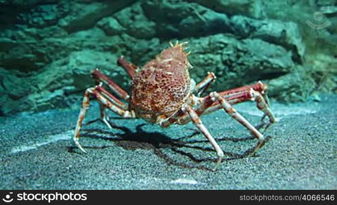 Giant Japanese spider crab- (Macrocheira kaempferi)