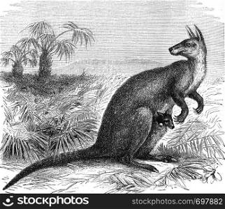 Giant Kangaroo rat, vintage engraved illustration. From Zoology Elements from Paul Gervais.
