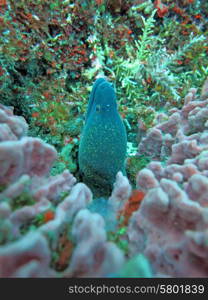 Giant moray hiding amongst coral reef on the ocean floor, Bali.