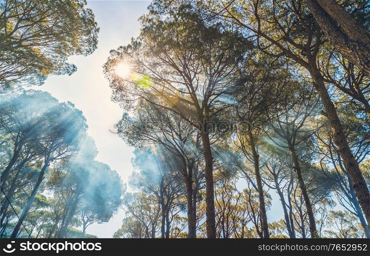 Giant old pine trees background, fresh sunny day in autumn, sun rays make their way through the crowns of the trees, beautiful wild nature, bottom up view