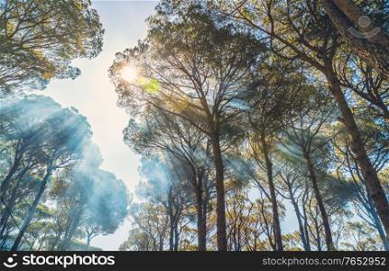 Giant old pine trees background, fresh sunny day in autumn, sun rays make their way through the crowns of the trees, beautiful wild nature, bottom up view
