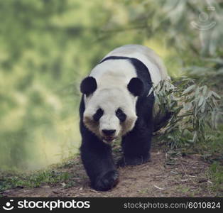 Giant Panda Bear Walking in the Woods