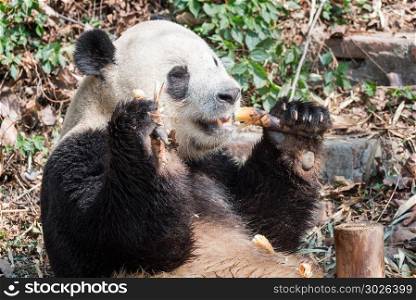 Giant panda eating bamboo closeup. Giant panda eating bamboo closeup, Chengdu, China