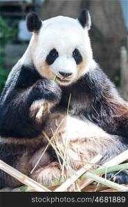 Giant panda eating bamboo. Giant panda eating bamboo close up
