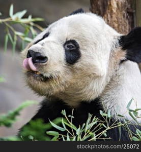 giant panda eating green bamboo