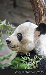 giant panda eating green bamboo