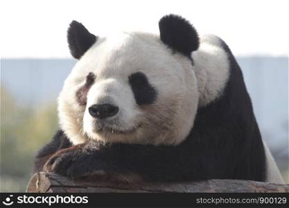 Giant Panda is Taking A Sunbath