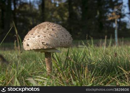 Giant parasol mushroom umbrella - Macrolepiota procera