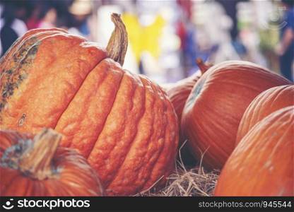 Giant pumpkin in vegetable farms