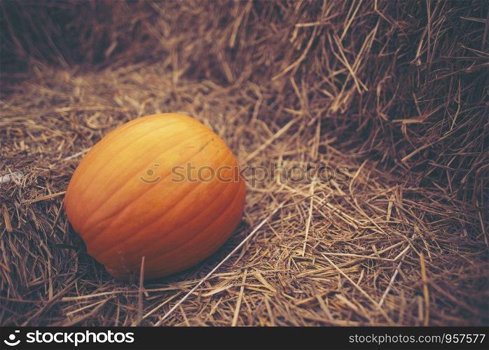 Giant pumpkin in vegetable farms