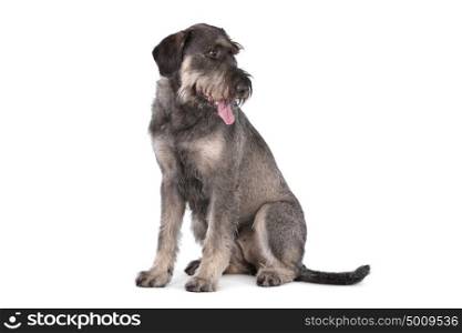 giant schnauzer. giant schnauzer in front of a white background
