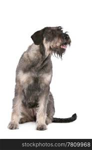 giant schnauzer. giant schnauzer in front of a white background