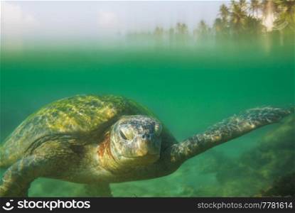 Giant sea turtle underwater in ocean