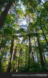 Giant Sequoia and ferns in Whakarewarewa redwood forest, Rotorua, New Zealand. Giant Sequoia redwood forest, Rotorua, New Zealand