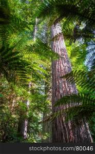 Giant Sequoia and ferns in Whakarewarewa redwood forest, Rotorua, New Zealand. Giant Sequoia redwood forest, Rotorua, New Zealand