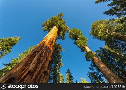 Giant Sequoia redwood trees with blue sky in Sequoia National Park, California USA. Giant Sequoia redwood trees with blue sky