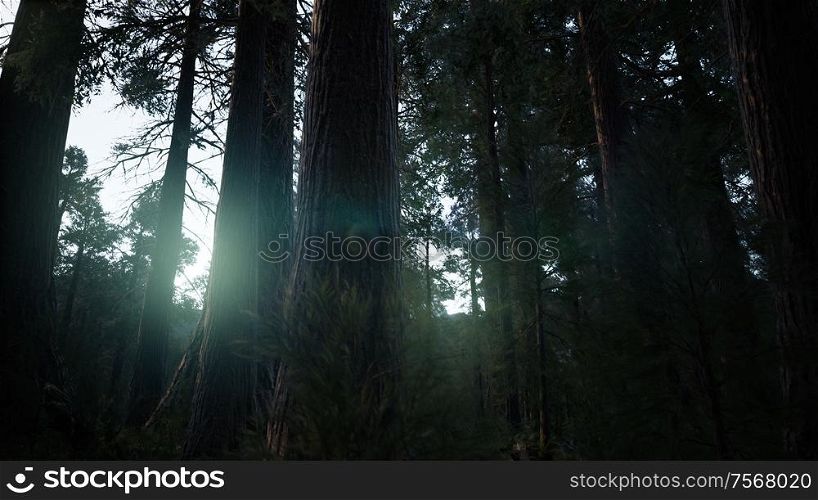 Giant Sequoia Trees at summertime in Sequoia National Park, California