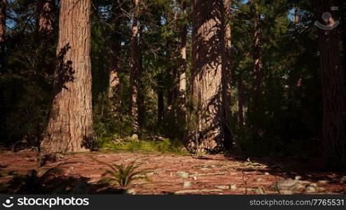 Giant Sequoias Forest of Sequoia National Park in California Sierra Nevada Mountains. Giant Sequoias Forest of Sequoia National Park in California Mountains