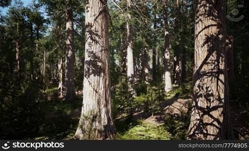 Giant Sequoias Forest of Sequoia National Park in California Sierra Nevada Mountains. Giant Sequoias Forest of Sequoia National Park in California Mountains