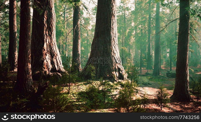 giant sequoias in the giant forest grove in the Sequoia National Park