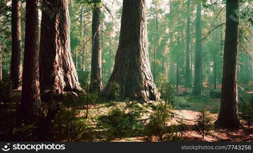 giant sequoias in the giant forest grove in the Sequoia National Park