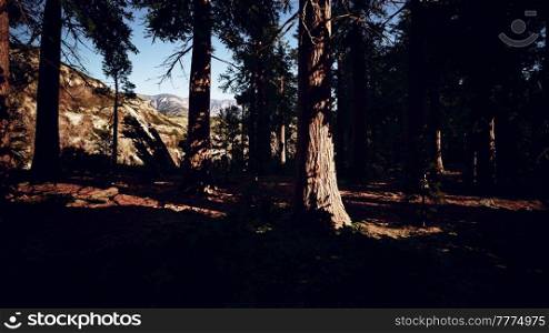 Giant Sequoias Trees or Sierran redwood growing in the forest