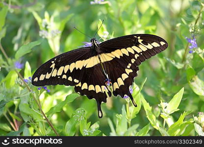 Giant Swallowtail Butterfly (Papilio cresphontes)