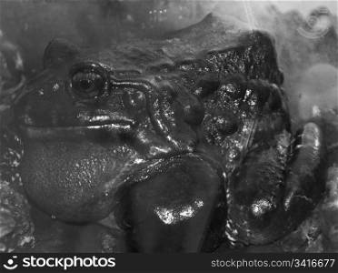 giant Toad in black and white