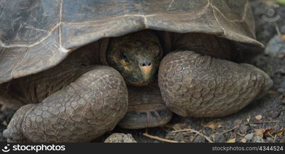 Giant tortoise, Charles Darwin Research Station, Santa Cruz Island, Galapagos Islands, Ecuador