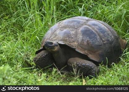 Giant Tortoise (Geochelone elephantopus ssp.) on Isabela Island in the Galapagos Islands - Ecuador