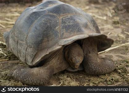 Giant tortoise in a forest, Charles Darwin Research Station, Puerto Ayora, Santa Cruz Island, Galapagos Islands, Ecuador