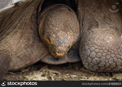 Giant tortoise in a forest, Charles Darwin Research Station, Puerto Ayora, Santa Cruz Island, Galapagos Islands, Ecuador