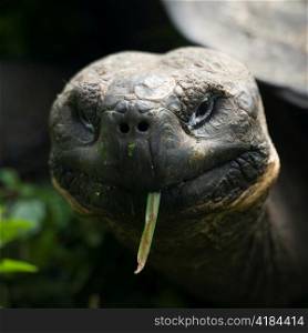 Giant tortoise, Santa Cruz Island, Galapagos Islands, Ecuador